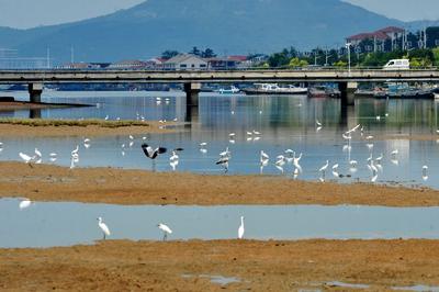 白鹭、湿地、滩涂……定格初秋最美的风景