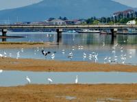 白鹭、湿地、滩涂……定格初秋最美的风景