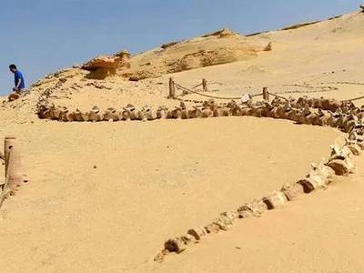 可在陆地行走、下颌肌肉力量强大......埃及发现4300万年前半水生鲸鱼化石
