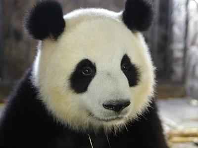 成都大熊猫繁育研究基地：大熊猫“科琳”因恶性肿瘤死亡