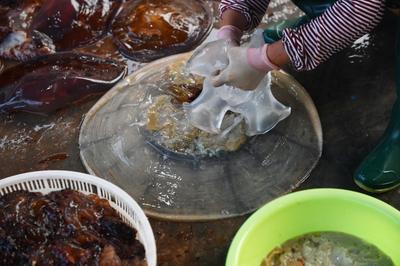 实拍：城阳红岛海蜇丰收季，打捞、分割、盐腌……就差你买回家吃啦！