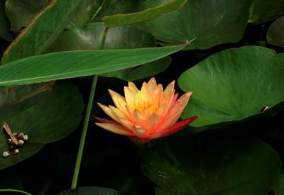 一朵鲜花两色开，你见过吗？