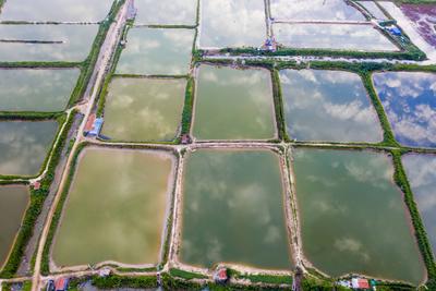 “虾兵蟹将”的家在哪？实拍魏家岛耳河村养殖基地，宛如调色板