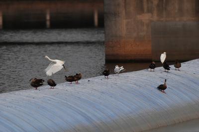 实拍：白沙河湿地水鸟捕食“抢秋膘”