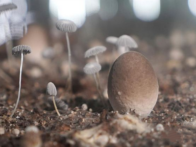 不能多吃，富集重金属？一次性说清关于蘑菇“有毒”的五个谣言