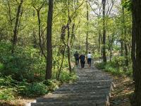 秋游看过来！“森林氧吧”老虎山申请“出圈”