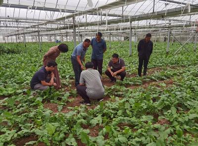 从“教技能”到“找订单”！一场“夜校课”谈成了2000亩种植订单