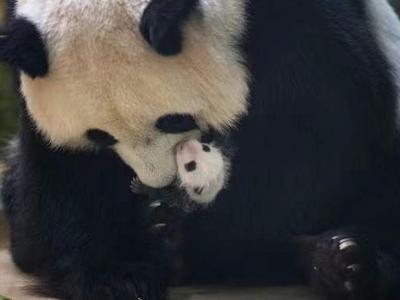 祝福！中国旅法大熊猫的幼崽迎来满月