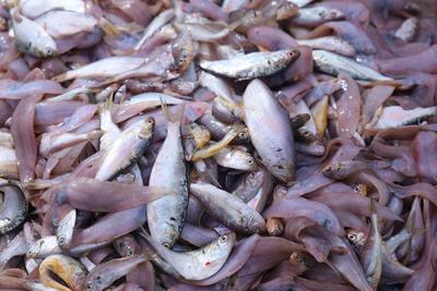 鲍鱼、螃蟹、大海螺...组图带你感受海鲜自由的快乐| 出发，赶海人！⑥