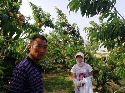 莱西：“三新”助丰收  农民感党恩