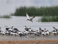 为冬天“胖三斤”？红嘴巨鸥湿地觅食实拍