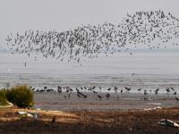 为冬天“胖三斤”？红嘴巨鸥湿地觅食实拍
