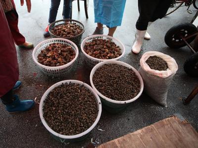 吃货集合！带你“探店”开海后的水产市场|云游青岛