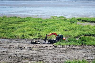 为候鸟“保家护院”，清除湿地入侵物种“互花米草”