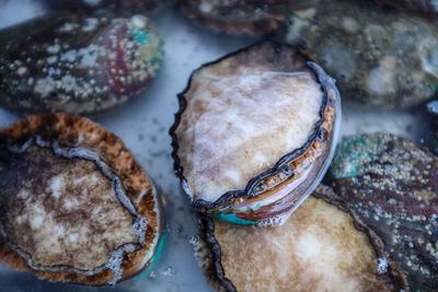 鲍鱼、螃蟹、大海螺...组图带你感受海鲜自由的快乐| 出发，赶海人！⑥