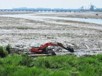 为候鸟“保家护院”，清除湿地入侵物种“互花米草”