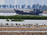 为冬天“胖三斤”？红嘴巨鸥湿地觅食实拍