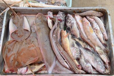 沙子口开海实拍:忙碌而快乐的丰收时刻| 出发，赶海人！⑤