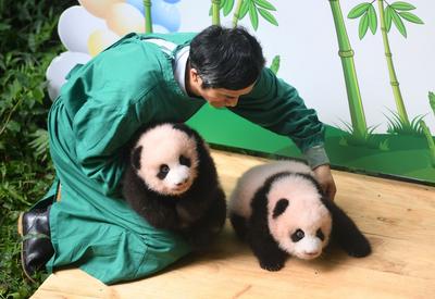 ​重庆动物园为满百天双胞胎大熊猫征名