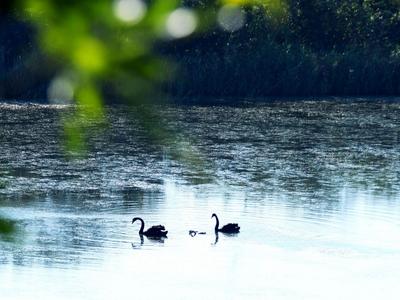 实拍：唐岛湾湿地公园黑天鹅一家四口巡游