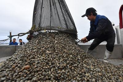 没有它酒桌失去灵魂！红岛蛤蜊秋收实拍