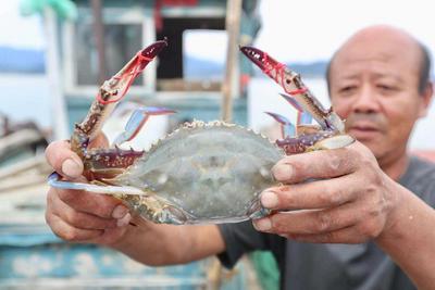 首批海鲜上岸！一筐螃蟹两人才能搬动