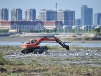 为候鸟“保家护院”，清除湿地入侵物种“互花米草”