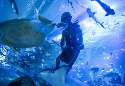 马来西亚吉隆坡城中城水族馆将重新开放