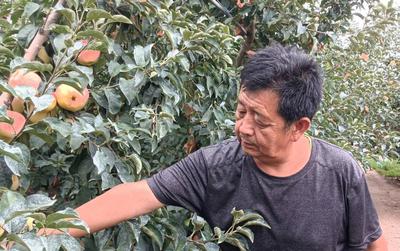 情系田园二十载 国标苹果创名牌！胶州市铺集镇村民张洪平栽培的苹果品质高备受青睐