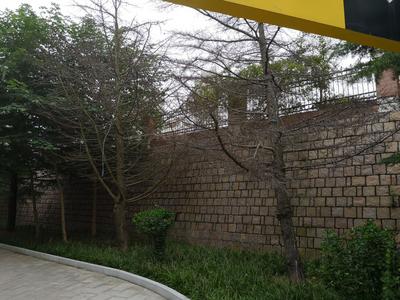 记者在现场ￜ运动公园多棵绿植干枯  市民盼补种