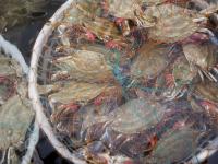 捞螃蟹、品螃蟹……他们这样过农民丰收节 