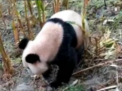四川农户玉米地里发现野生大熊猫，已送往成都进一步检查