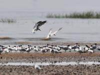 为冬天“胖三斤”？红嘴巨鸥湿地觅食实拍