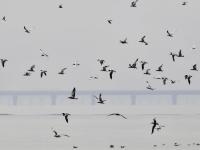 为冬天“胖三斤”？红嘴巨鸥湿地觅食实拍