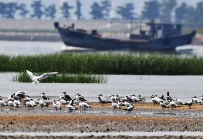 为冬天“胖三斤”？红嘴巨鸥湿地觅食实拍