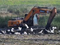 为冬天“胖三斤”？红嘴巨鸥湿地觅食实拍