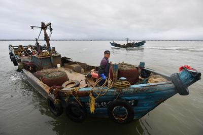 没有它酒桌失去灵魂！红岛蛤蜊秋收实拍