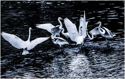 照片OR水墨画？张村河白鹭戏水图来了