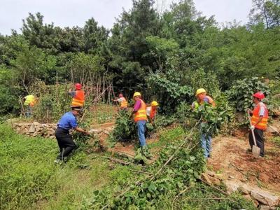 向侵占山头公园绿地行为说不！崂山区清理浮山南侧多处占绿菜地5000余平方米
