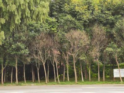 记者在现场|行道树成片枯死 影响城市道路景观