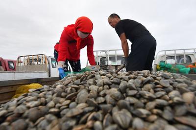 没有它酒桌失去灵魂！红岛蛤蜊秋收实拍