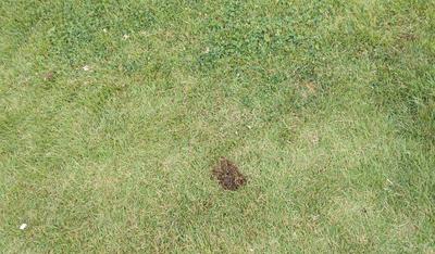 记者在现场｜动物粪便现草坪  楼梯口放石块 市民散步要避“雷”