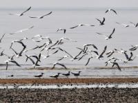 为冬天“胖三斤”？红嘴巨鸥湿地觅食实拍