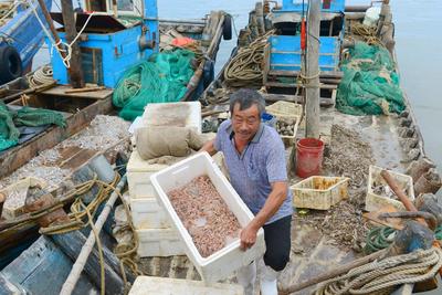 沙子口开海实拍:忙碌而快乐的丰收时刻| 出发，赶海人！⑤