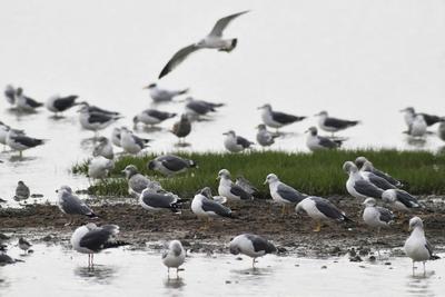 “神话之鸟”中华凤头燕鸥做客青岛