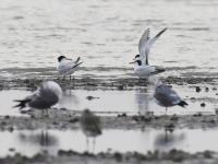 “神话之鸟”中华凤头燕鸥做客青岛