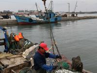 贴秋膘！肥美的海捕青鳞鱼上岸啦