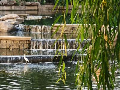 舒适惬意！实拍秋日傍晚李村河小景