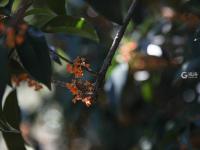 错过等一年！100+岁的丹桂飘香约不约