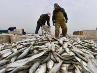 贴秋膘！肥美的海捕青鳞鱼上岸啦